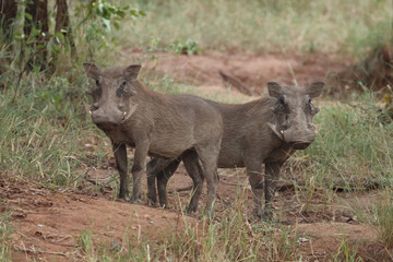 Fototapeta premium Warzenschwein / Warthog / Phacochoerus africanus