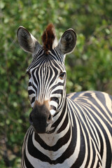 Steppenzebra / Burchell's zebra / Equus quagga burchellii © Ludwig