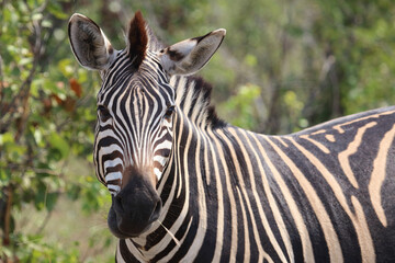 Fototapeta premium Steppenzebra / Burchell's zebra / Equus quagga burchellii