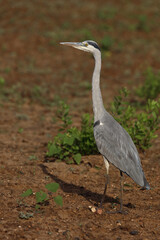 Fototapeta premium Afrikanischer Graureiher / Grey heron / Ardea cinerea