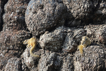 Ockerfußbuschhörnchen / Tree squirrel / Paraxerus cepapi