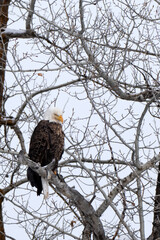 Bald eagle (Haliaeetus leucocephalus) perched in cottonwood tree; Grand Teton NP; Wyoming