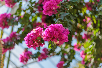 Obraz premium Close-up photo of purple bougainvillea flowers in bloom