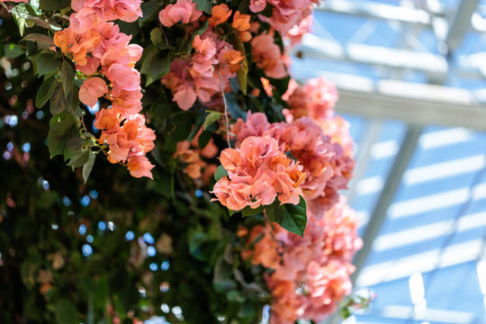 Close-up photo of pink bougainvillea flowers in bloom