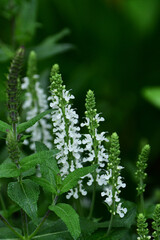 咲き始めた白いサルビア