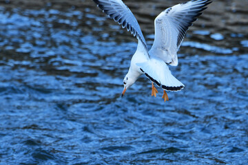 獲物を狙う秋のユリカモメ