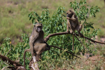 Bärenpavian / Chacma baboon / Papio ursinus