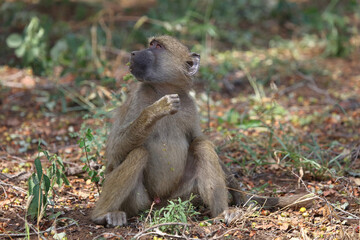 Bärenpavian / Chacma baboon / Papio ursinus