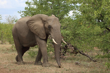 Obraz premium Afrikanischer Elefant / African elephant / Loxodonta africana