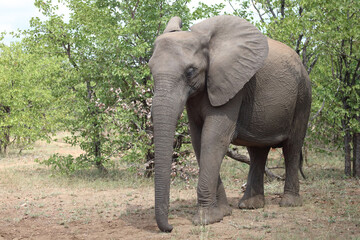 Afrikanischer Elefant / African elephant / Loxodonta africana
