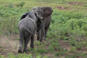Fototapeta premium Afrikanischer Elefant / African elephant / Loxodonta africana.