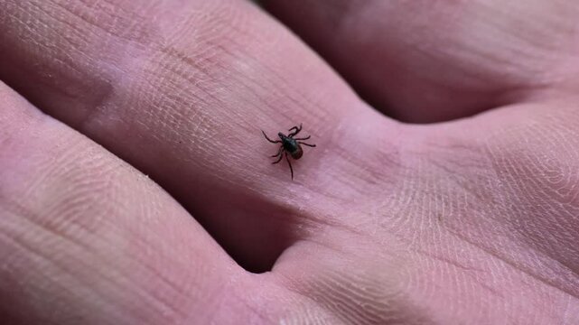 Tick ​​on the palm. forest tick crawls on a mans hand.Bloodsucking dangerous insect. 4k footage