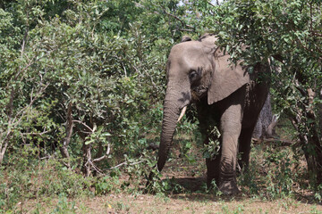 Obraz premium Afrikanischer Elefant / African elephant / Loxodonta africana