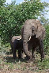 Afrikanischer Elefant / African elephant / Loxodonta africana