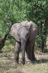 Fototapeta premium Afrikanischer Elefant / African elephant / Loxodonta africana