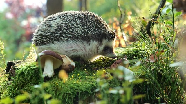 Mushrooms and a funny hedgehog in the autumn forest. Beautiful forest background with a hedgehog.Prickly gray hedgehog, and autumn leaves on a blurred autumn forest background.4k footage