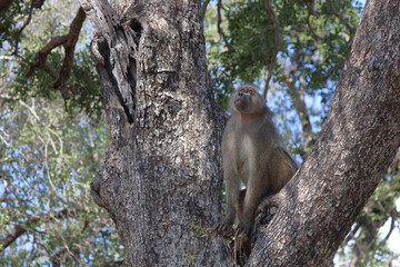 Bärenpavian / Chacma baboon / Papio ursinus