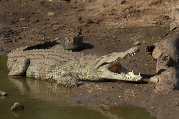 Nilkrokodil / Nile crocodile / Crocodylus niloticus..