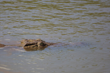 Nilkrokodil / Nile crocodile / Crocodylus niloticus