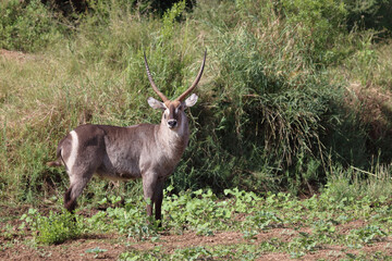 Wasserbock / Waterbuck / Kobus ellipsiprymnus