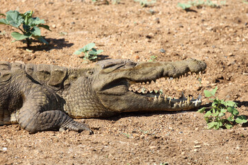 Nilkrokodil / Nile crocodile / Crocodylus niloticus..