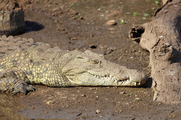 Obraz premium Nilkrokodil / Nile crocodile / Crocodylus niloticus
