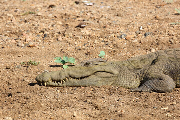 Nilkrokodil / Nile crocodile / Crocodylus niloticus