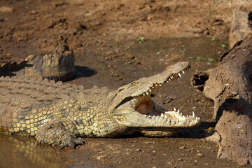 Fototapeta premium Nilkrokodil / Nile crocodile / Crocodylus niloticus..