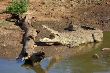 Nilkrokodil / Nile crocodile / Crocodylus niloticus..