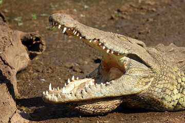 Nilkrokodil / Nile crocodile / Crocodylus niloticus..
