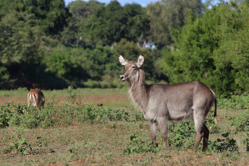 Wasserbock / Waterbuck / Kobus ellipsiprymnus
