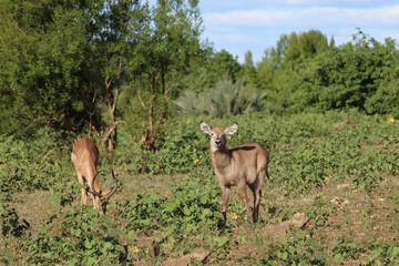 Wasserbock / Waterbuck / Kobus ellipsiprymnus..