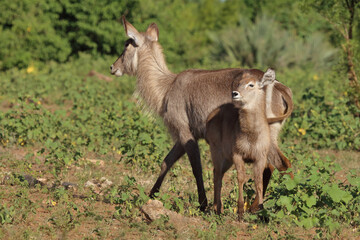 Wasserbock / Waterbuck / Kobus ellipsiprymnus..