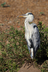 Obraz premium Afrikanischer Graureiher / Grey heron / Ardea cinerea
