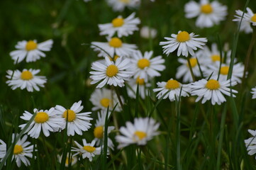 Fototapeta premium Daisy