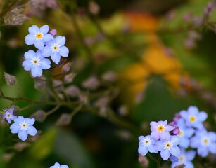 Forget me not