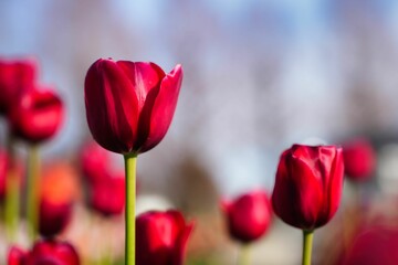 華やかな赤いアイスチューリップ