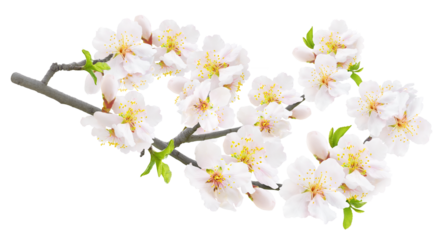 Branch of almond tree in spring with white blossoms cut out