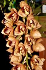 A photo of a stunning reddish orchid species, known as Acineta superba in full bloom.