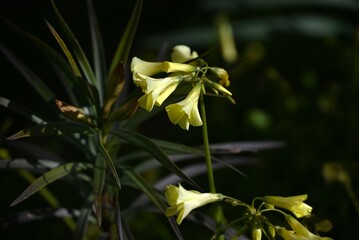 Buttercup oxalis (Oxalis pes-caprae) flowers. Oxalidaceae perennial plants native to South Africa. Bright yellow flowers bloom in early spring.