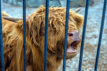 A Scottish Highland bull at Taigan Safari Park. This is a large animal with thick, long red hair that protects it from the cold. 