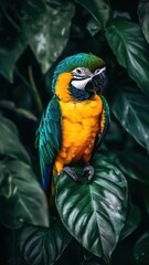 Fototapeta premium Blue and Gold Macaw Perched on a Leaf