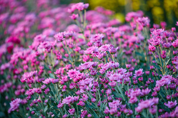 Close-up of pink Chrysanthemum flower blooming in the garden