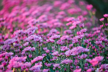 Close-up of pink Chrysanthemum flower blooming in the garden