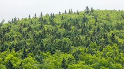 Obraz premium Dense forest on a hilltop; misty day; nature background; travel or tourism