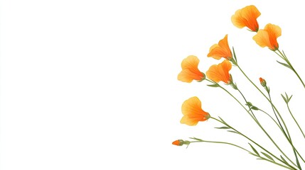 Vibrant orange flowers gracefully arranged against a clean white backdrop, ideal for nature-themed designs