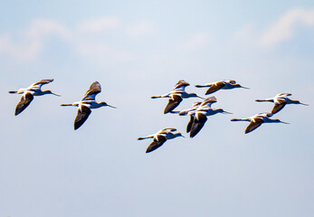 American avocets in flight