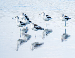 American Avocets