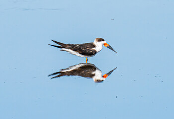 Black Skimmer Gull Reflections