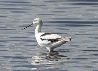 American Avocet